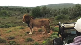 Lion Pride Take-Over Kruger Park