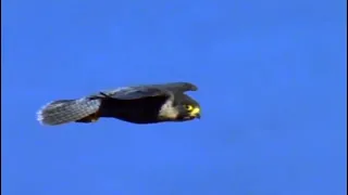 The Best Of Eagle Attacks 😱😱 Most Amazing Moments Of Wild Animal Fights! Wild Discovery Animals