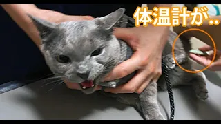 注射の前にニャメロォ！とドナルド声で抗議するおこな猫【検温編】。ロシアンブルー