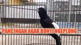 PANCINGAN MURAI BATU GACOR, SEKALI DENGAR AMPUH BIKIN MURAI APAPUN LANGSUNG EMOSI