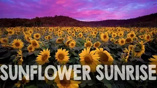 Sunflower Sunrise 4K