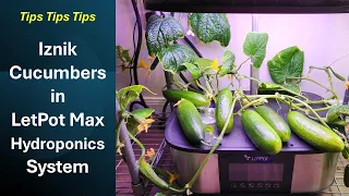 Iznik cucumbers in LetPot Max hydroponics systems, tips, No pollination, Parthenocarpy, Aerogarden