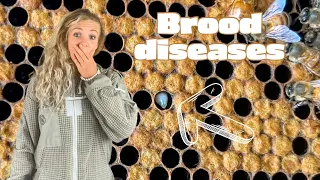 Sac Brood, American Foul Brood, European Foul Brood How To Tell The Difference Beekeeping 101