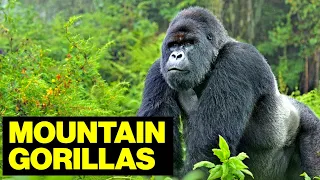 Mountain GORILLAS Of Сentral Africa // Wildlife Photographer
