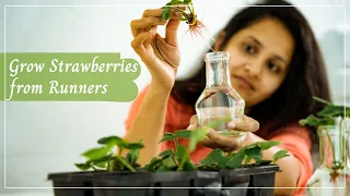 3 Easy Ways to Propagate Strawberries on Balcony  | Planting Strawberry Runners