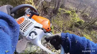 Cutting FireWood with the Legend Stihl MS 500i MS 251 ms180