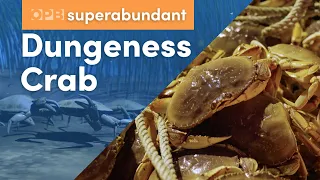 Dungeness crab: Oregon’s most lucrative fishery | Pacific Northwest food | Superabundant S2 E1