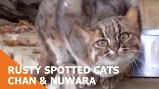 Rusty Spotted Cats Chan & Nuwara