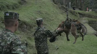 Así entrenan a los perros del Ejército Nacional en Colombia