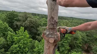 Crispy dead pine removal- tallest tree in the county