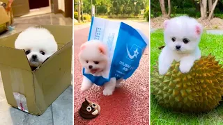 Funny and Cute Dog Pomeranian 😍🐶| Funny Puppy Videos #318