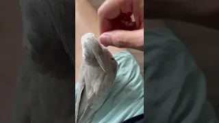 Pin Feathers Removal