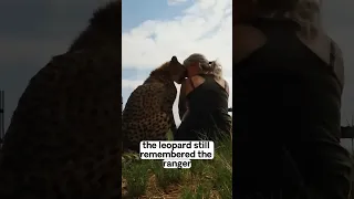 Actually,animals have very pure emotions. #shortvideo #leopard #animal #shorts#touching