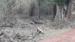 Mail Tiger in Tadoba Zari gate(1)