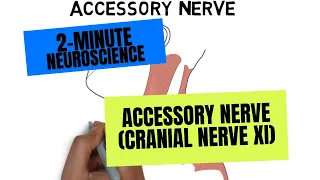 2-Minute Neuroscience: Accessory Nerve (Cranial Nerve XI)