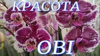 Снова свежие орхидеи в OBI