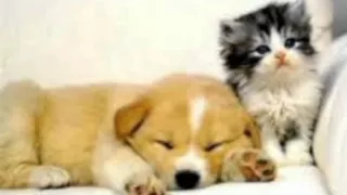 cool and funny cat and dog duet ringtones