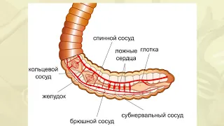 Кровеносная система дождевого червя. Биология