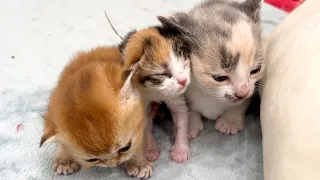 Kittens help mother cat take care of found sister Lucky