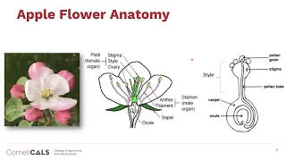 Bloom Thinning with the Pollen Tube Growth Model