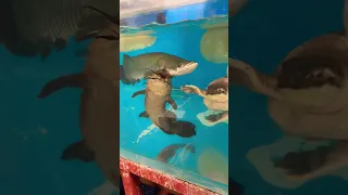 MONSTER Fishtank - My Giant Arapaima, Turtle, Catfish, Arowana and MORE
