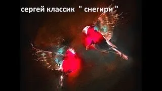 Сергей Классик ( Снегири ) авт Инна Журавлева Videoinna