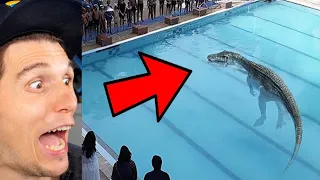 Paluten REAGIERT auf 20 gefährliche Tiere, die in Swimmingpools aufgetaucht sind