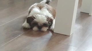 Shih tzu szczeniak