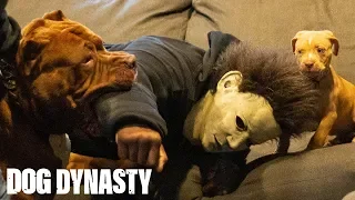 Home Invasion! Hulk Takes Down An Armed Intruder | DOG DYNASTY