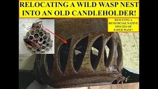 RELOCATING WILD WASP NEST INTO A CANDLEHOLDER! A SUCCESSFUL RESCUE OF BENEFICIAL NATIVE PAPER WASPS