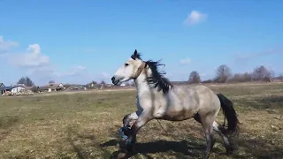 ЛОШАДИ🐎ТЯЖЕЛОВОЗ💪ЖЕРЕБЕЦ  ВЕРАС💪💥