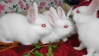 4 cute baby bunnies ❤️ eating together. pets.