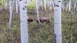 Two monster 6 point bull elk, fight in an awesome battle