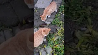 고양이 대  뱀                                                         Cat vs snake