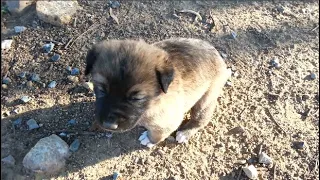 Rescue a newborn puppy left alone (part 1)