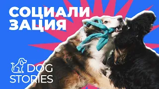 Как правильно социализировать щенка? 🐕 Что такое социализация и зачем она нужна взрослой собаке? 🐾