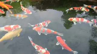 Modern Koi Blog #154 - World Class Jumbo Koi Chill Out