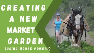 Market gardening with draft horses! Establishing a new patch