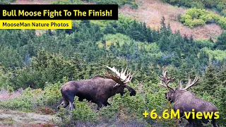 Alaska Bull Moose Fight To The Finish!