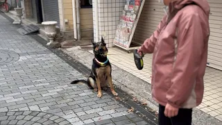 German Shepherd dog doesn't want to walk any more during a walk!