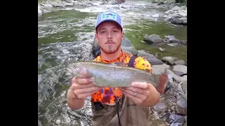TROUT FISHING Gatlinburg Tennessee - BIG Rainbow Trout - Little Pigeon River