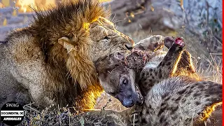 Tragic ! Lion Attacks And Kills A Wounded Three Legged Hyena, Can The Hyena Survive? | Wild Animals