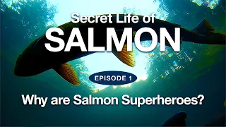 Secret Life of Salmon   |   Episode 1 - "Why are Salmon Superheroes?"