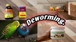 #DewormingofBirds #Dewormingofparrot.     How to Deworming Birds and Parrots Tips.