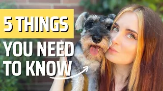 Mini Schnauzers: 5 Tips You NEED to Know Before Getting One