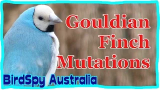 Gouldian Finch Mutations - Do you know the colours? | BirdSpyAus