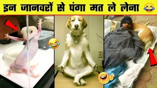 Cutest Cats and Dogs 🐱🐶 Funny Animal Videos 2023 Part 101