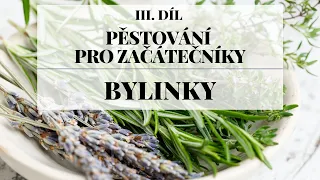 Pěstování bylinek - Pěstování pro začátečníky 3. díl