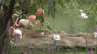11 птенцов фламинго появились на свет в этом году в Московском зоопарке