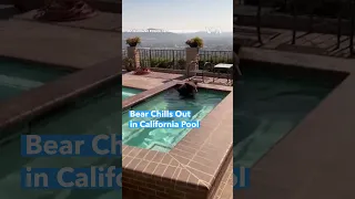 Bear Chills Out in California Pool | VOA News #shorts
